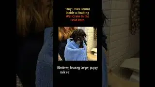 Tiny Lives Found Inside a Soaking Wet Crate in the Cold Rain#DogRescue #AnimalRescue #puppy