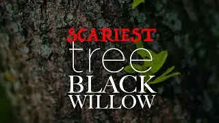 The Scariest Tree - Black Willow
