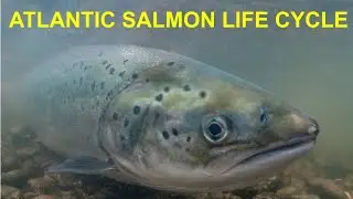 Freshwater Life Stages of Atlantic Salmon