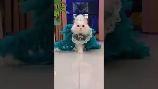 這是一隻超模貓super model cat #cat