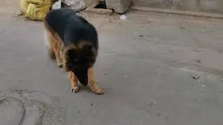 Gsd stud male