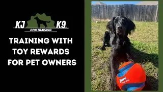 How to use toy rewards for pet dogs