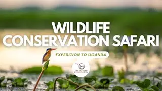 Uganda Wildlife Conservation Safari 2026