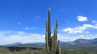 CONCH SHELL BLASTED ACROSS THE MOUNTAINS.