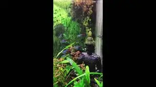 Beautiful cardinal tetra #shorts #ytshorts #viral
