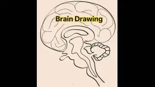 Human brain diagram / Drawing मानव मस्तिष्क का चित्र #shorts #ytshorts #brain  #drawing #diagram