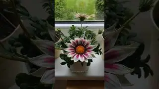 Gazania flower #shorts
