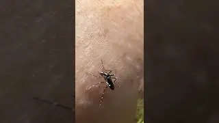 Citronella vs Mosquito