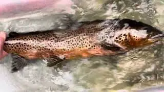 A Loch awe Ferox trout on a wild day #fishingscotland #fishing #ferox #Feroxtrout#lochawe