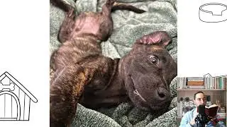 Plott Hound. Pros and Cons, Price, How to choose, Facts, Care, History