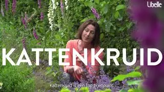 Met deze planten help je de bijen (i.s.m. Libelle)