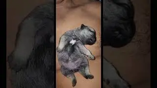 Lilith quiere dormir #cute #puppy #pet #dormir #petlover #pug #sleep #babydog #descansar #grow #rest