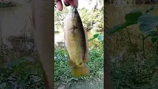 #shorts #short #mas #fishing