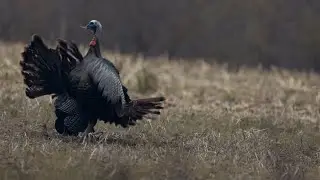 Illinois 2nd Season Turkey Hunting - The Management Advantage