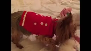 Little Heidi