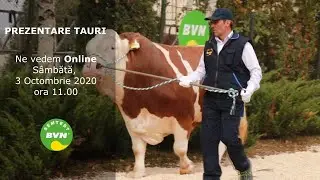 Prezentare tauri Online