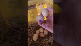 점점 늘어나는 계란..알부자 🥚🥚🥚