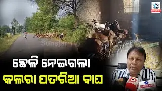 Panic among Locals after Leopard Spotted In Odisha Nupada Dist.