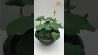 Beautiful small lotus pot in front yard #shorts