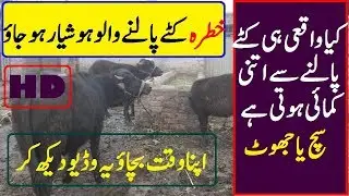 Katta Farming in Pakistan|Cattle Farming Ideas|Katta (Calves) Farming Business|Village Info official
