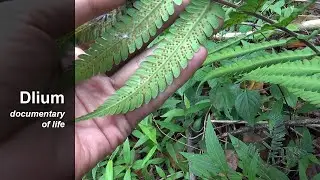 Soft fern (Christella dentata)