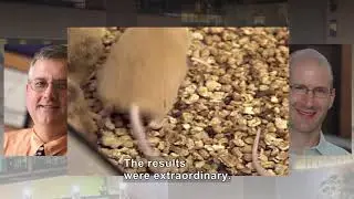 Are You What Your Mother Ate? The Agouti Mouse Study (Accessible Preview)