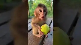 Adorable Baby Monkey Eating Fruit 🍑 | Cutest Snack Time Fun #babyanimals #monkeylove #fruit