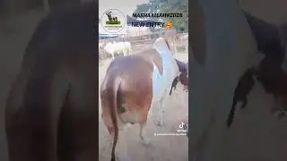#fyp#cow#trending#subscribe#cattlefarm#cattle#world#views#bull#cowlover#viral#viralshorts#farming