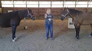 How to use your energy/presence to communicate with your horse.