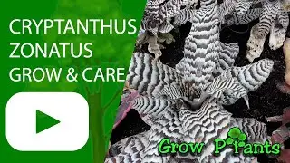 Cryptanthus zonatus - grow & care (Starfish Plant)