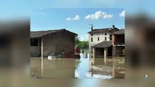 La piena del Po in provincia di Piacenza sorprende gli animali selvatici