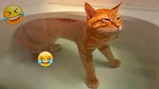 New Funny Cat and Dog Videos 😹🐶 Funniest Animals 🤣 Part 21