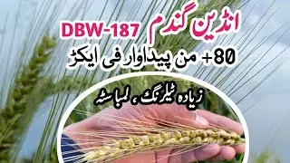 high yield wheat seed | dbw 187 wheat farming | 187 wheat seed | best wheat seed | new wheat seed