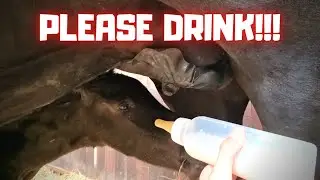 Newborn foal doesn't nurse😟 I have to help him | Friesian Horses