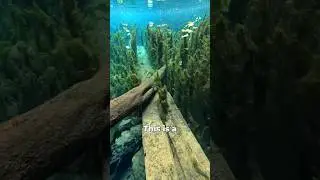 Unbelievable Underwater Environment in Thailand - SO CLEAR! #aquariumfish #thailand #bettafish