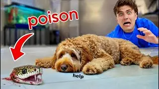 My Puppy Ate A POISONOUS SNAKE... (SAD)