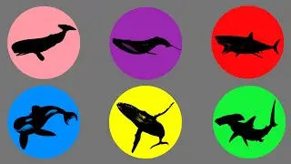 Jenis Ikan : Hiu Paus, Paus Orca, Paus Bungkuk, Paus Biru, Paus Sperma, Hiu Martil,Hiu Putih Raksasa