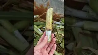 Plantação de Capim Capiaçu 100% resultado final