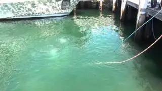 police divers in action at darling harbour