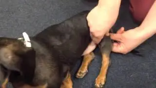 Elvis First Hydrotherapy Pool Session, Massage and Exercises