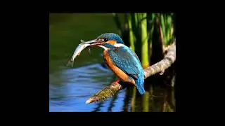 Kingfisher Catching Fish in Bangladeshi Village Pond | Slow Motion Bird Hunt #kingfisher #ponds