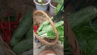 What's in your harvest basket right now?