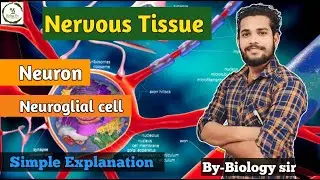 Nervous Tissue/neuron/neuroglial cell/structure/function/neuron's part