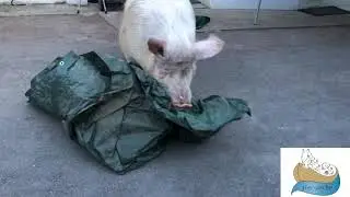Emilia k&auml;mpft mit der Plastikplane 