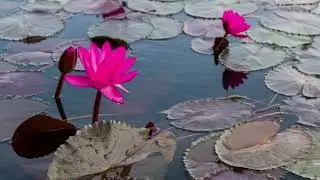 discuss about the flower