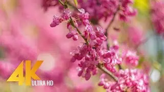 4K Spring Flowers and Autumn Leaves - Short Preview Video