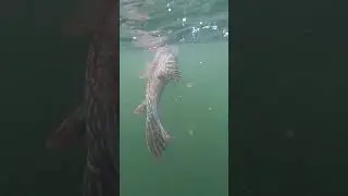 Releasing A Georgian Bay Giant Northern Pike. Learn To Catch Them At www.newwavefishingacademy.com