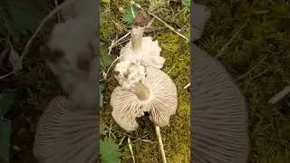 SPLIT FIBRECAP..(BE CAREFUL)..