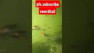 juvy swordtail koi happy fish keeping pls SUBSCRIBE to my channel tnxs😊😉🤗