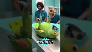 Parrot funny talk to Doctor #talkingparrot #talkingparot #funny #funnyanimal #birds